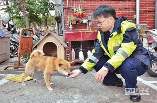 圖中這只柴犬生性好動(dòng)，逢人就搖起臀部及尾巴