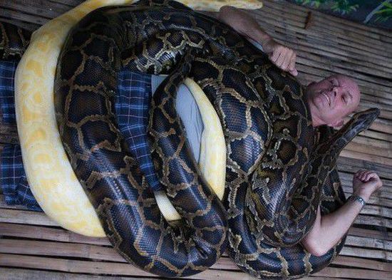 菲律賓一家動物園為游客提供蟒蛇按摩服務。