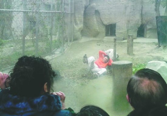 昨日，成都動物園，男子進(jìn)入白虎活動區(qū)后被白虎拖行。動物園出動50多人成功營救下他