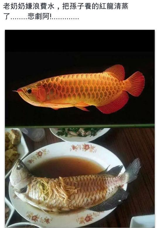老奶奶嫌浪費水,把孫子養(yǎng)的紅龍清蒸了。圖片取自臺媒
