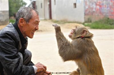 10月13日，新野縣鮑灣村耍猴人楊林貴蹲在家門口和自己的猴子玩耍。楊林貴，耍猴近三十年。