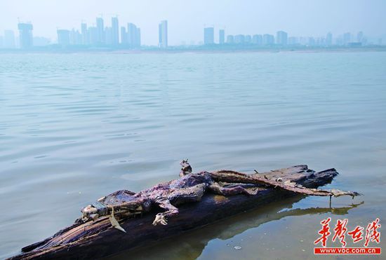 23日上午，瀏陽河與湘江交匯的地方發(fā)現(xiàn)了一條鱷魚的尸骸。