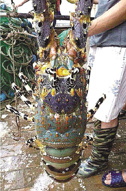 浙江溫嶺捕到“神蝦” 目擊者稱(chēng)被60萬(wàn)元買(mǎi)走(組圖)