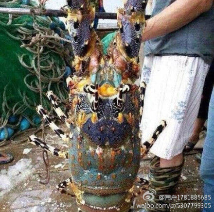 浙江溫嶺捕到“神蝦” 目擊者稱(chēng)被60萬(wàn)元買(mǎi)走(組圖)