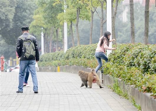 獼猴當(dāng)街嚇唬女行人 記者王永勝攝