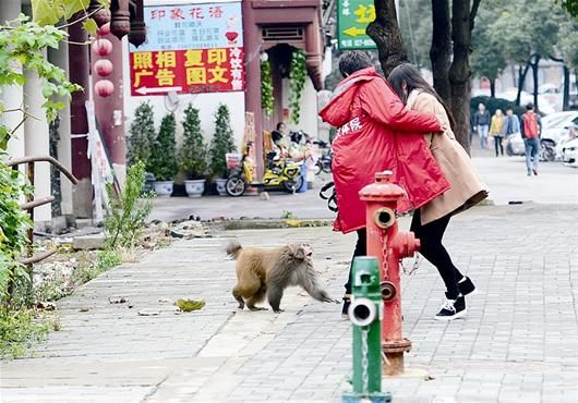 獼猴當(dāng)街嚇唬女行人 記者王永勝攝