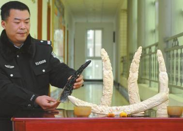 1月5日，辦案民警展示擋獲的犀牛角、盔犀鳥頭、象牙制品。