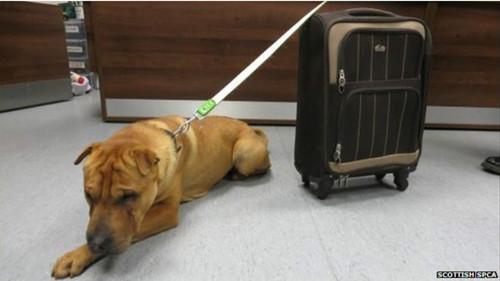 這只雄性的雜交沙皮犬被連同行李箱被拴在火車站外的欄桿上。