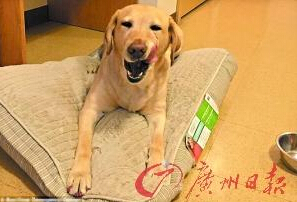 機(jī)智的導(dǎo)盲犬尤蘭達(dá)。