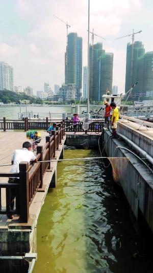 一群人正在打撈放生的龜、魚等。信息時報記者 陳文杰 攝