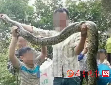 膽真大！男子抓野生大蟒燉湯 蟒蛇屬國家一級(jí)保護(hù)動(dòng)物(圖)