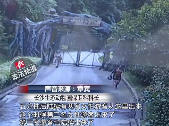 2女1男為逃票翻墻進(jìn)動物園 落地時(shí)周圍站了7只虎
