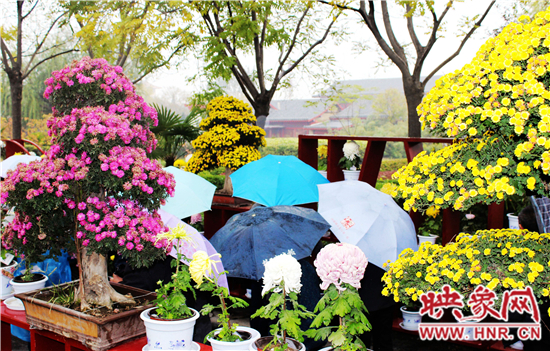天好、花美 中國開封第32屆菊花文化節(jié)延長一周