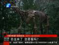 恐龍來了 你要看么？