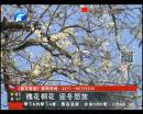 刺槐冬日開(kāi)花惹圍觀