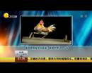雄雞靚照催生優(yōu)質(zhì)蛋？看臉世界讓人心碎