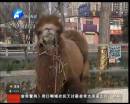 駱駝肉當(dāng)街叫賣合法？
