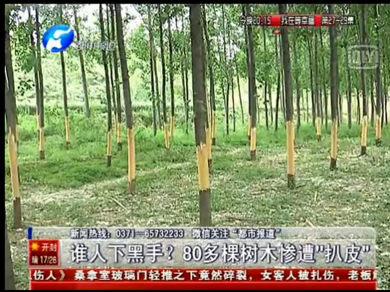 80多棵樹被“扒皮” 誰痛下黑手？