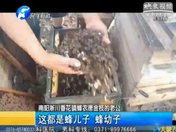 南陽(yáng)蜂場(chǎng)一夜200萬蜜蜂死光