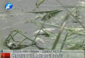 誰(shuí)玷污了須水河的“清白”？