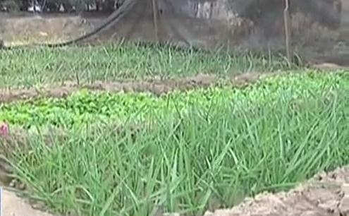 生態(tài)廊道變菜園 誰(shuí)干的？