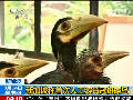 新加坡稱首次人工孵育冠斑犀鳥(niǎo)