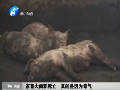 家畜大面積死亡 真的是因為毒氣！