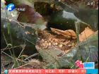 冬瓜沒(méi)銷(xiāo)路 孩子上學(xué)難-百姓調(diào)解