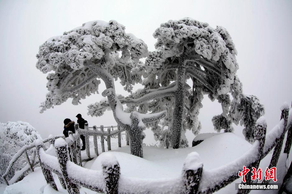 12月18日，雪后的安徽黃山風(fēng)景區(qū)出現(xiàn)了大面積雪凇美景，銀裝素裹，玉樹瓊枝，游人置身其間，如醉如癡。