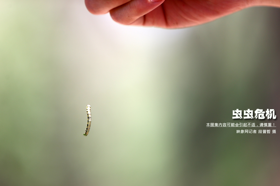 當(dāng)小蟲子從樹上垂絲而下懸在半空中時(shí)，給路上的行人帶來(lái)諸多不便