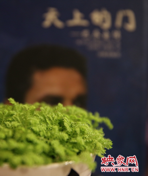 書架上精心布置的綠色植物。