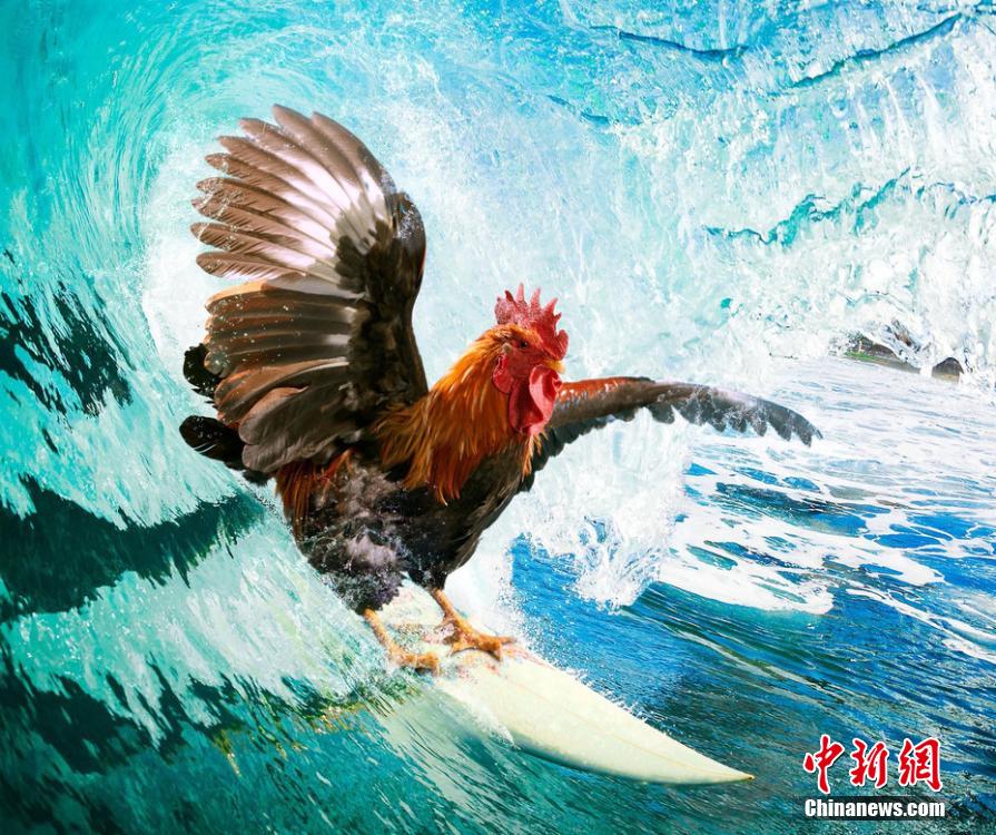 有趣！英國一公司推出公雞日歷