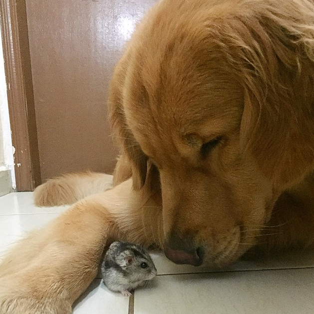 金毛犬與8只鸚鵡1只小倉鼠親密無間
