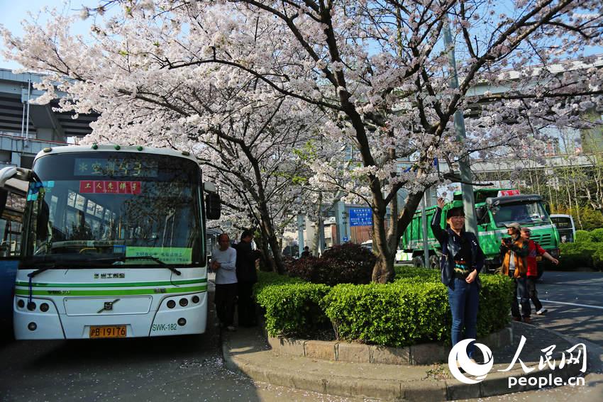上?!白蠲拦卉囌尽北t 成熱門賞櫻地 上?!白蠲拦卉囌尽北t 成熱門賞櫻地
